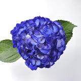 Hydrangea - Tinted (Premium) - 48LongStems.com