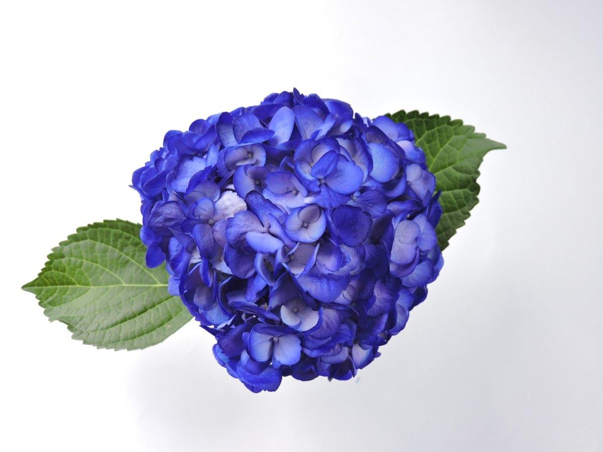 Hydrangea - Tinted (Premium) - 48LongStems.com