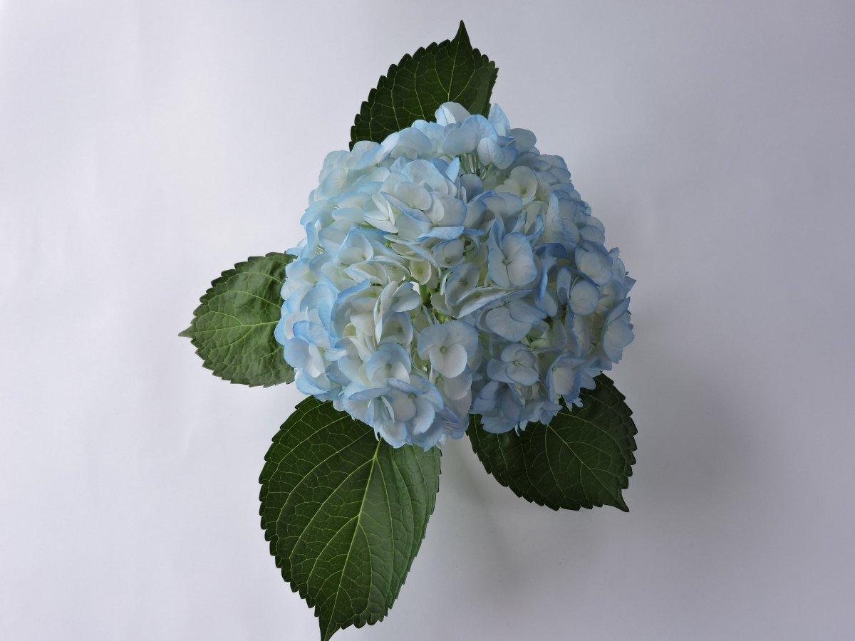 Hydrangea - Tinted (Premium) - 48LongStems.com