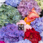 Hydrangea - Tinted (Premium) - 48LongStems.com