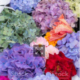 Hydrangea - Tinted (Premium) - 48LongStems.com