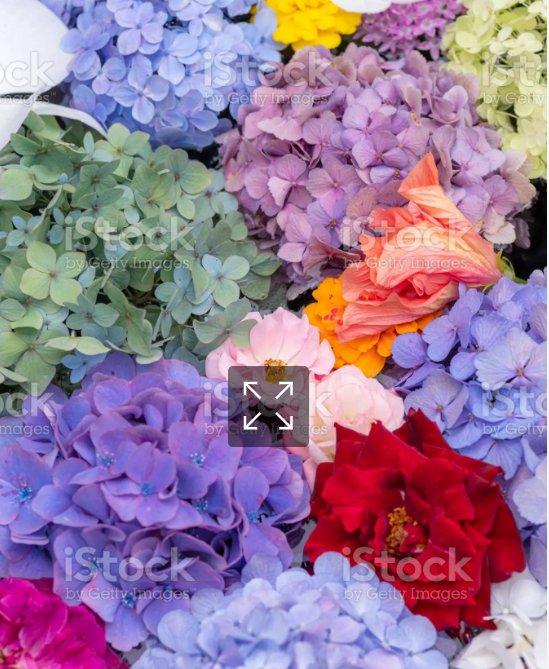 Hydrangea - Tinted (Premium) - 48LongStems.com