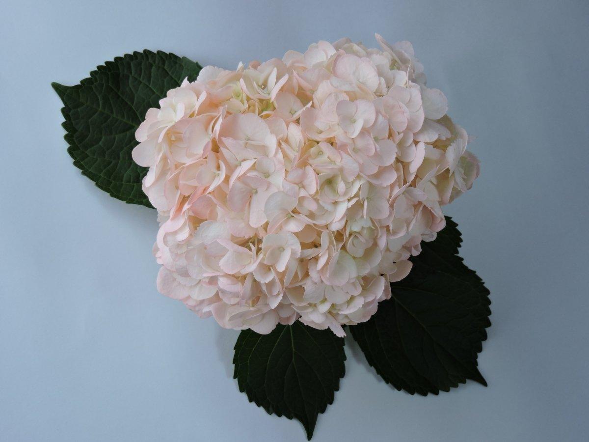 Hydrangea - Tinted (Premium) - 48LongStems.com