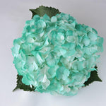 Hydrangea - Tinted (Premium) - 48LongStems.com