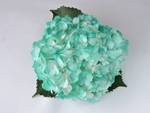 Load image into Gallery viewer, Hydrangea - Tinted (Premium) - 48LongStems.com
