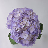 Hydrangea - Tinted (Premium) - 48LongStems.com