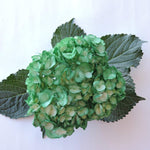 Hydrangea - Tinted (Premium) - 48LongStems.com