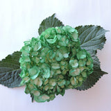 Hydrangea - Tinted (Premium) - 48LongStems.com