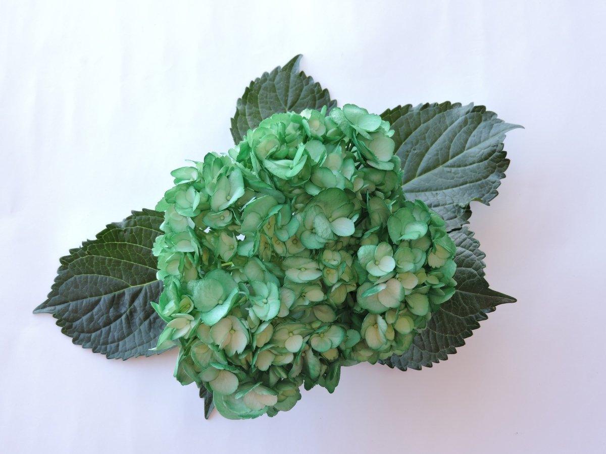 Hydrangea - Tinted (Premium) - 48LongStems.com