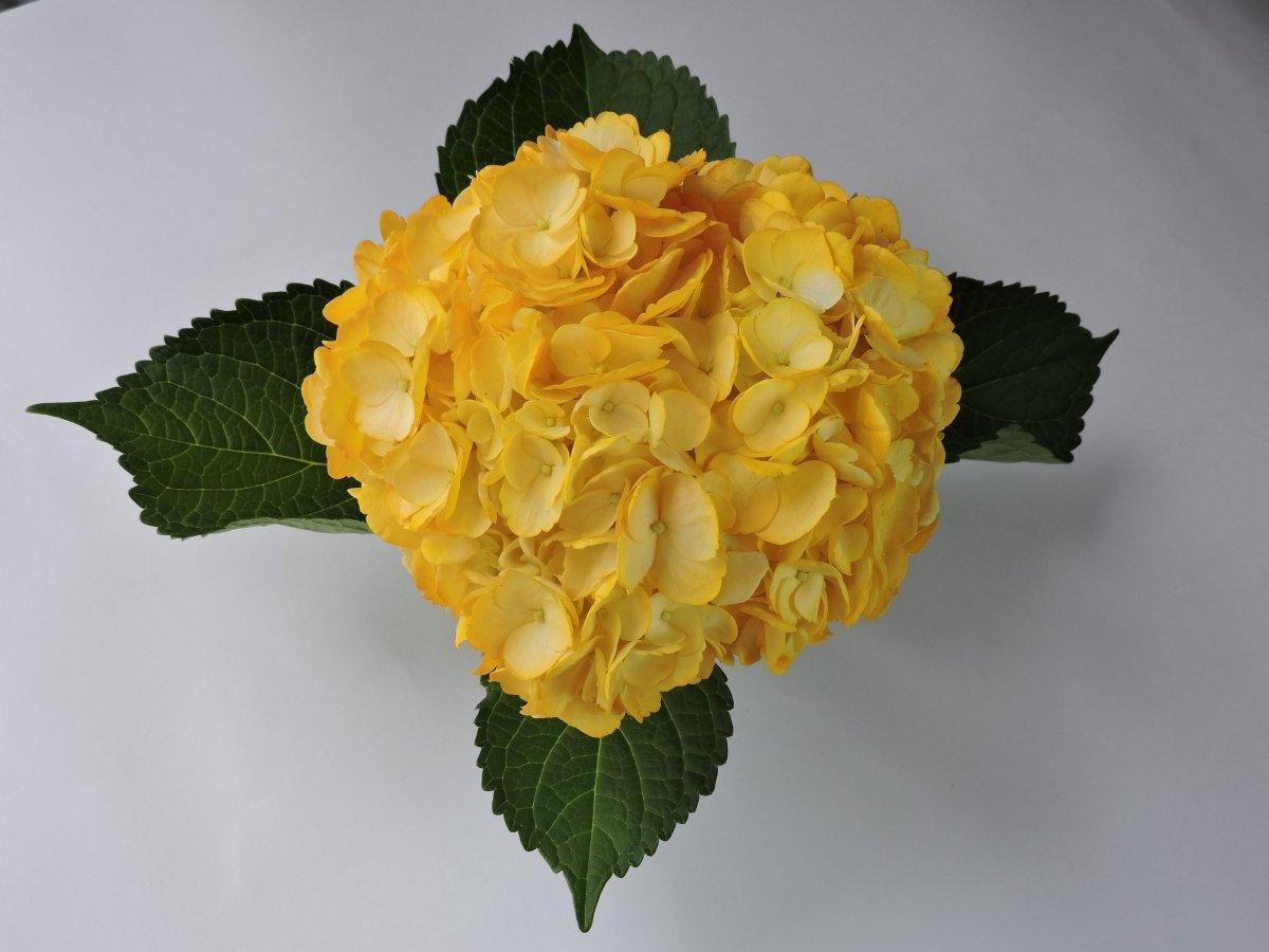 Hydrangea - Tinted (Premium) - 48LongStems.com