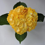 Hydrangea - Tinted (Premium) - 48LongStems.com