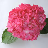 Hydrangea - Tinted (Premium) - 48LongStems.com