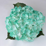 Hydrangea - Tinted (Premium) - 48LongStems.com