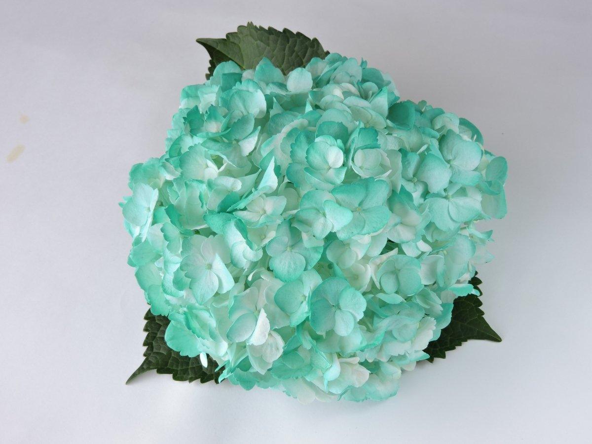 Hydrangea - Tinted (Premium) - 48LongStems.com