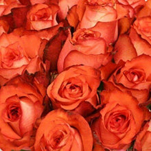 Load image into Gallery viewer, Iguana Terracotta Orange Roses Wholesale - 48LongStems.com
