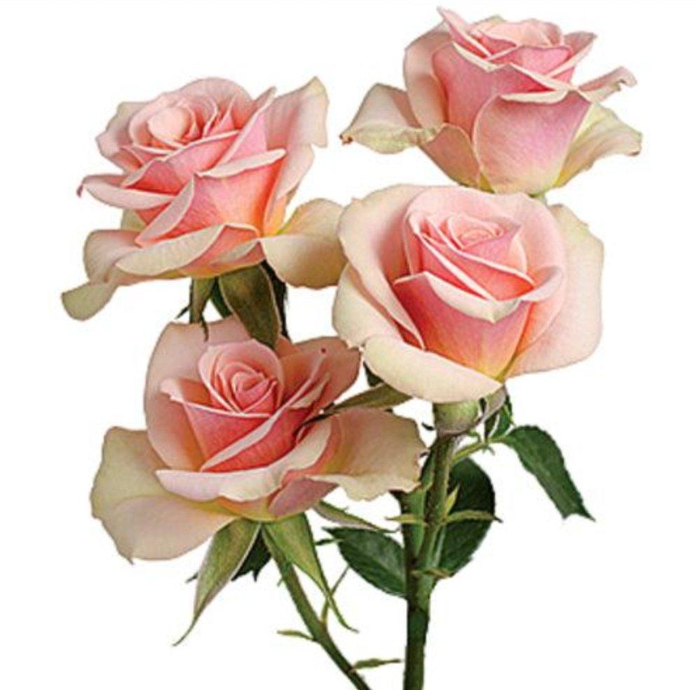 Ilse Peach-Pink Spray Rose