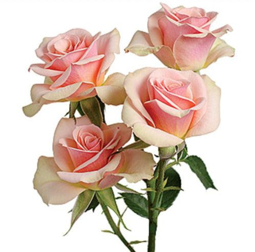 Ilse Peach-Pink Spray Rose - 40cm - 48LongStems.com