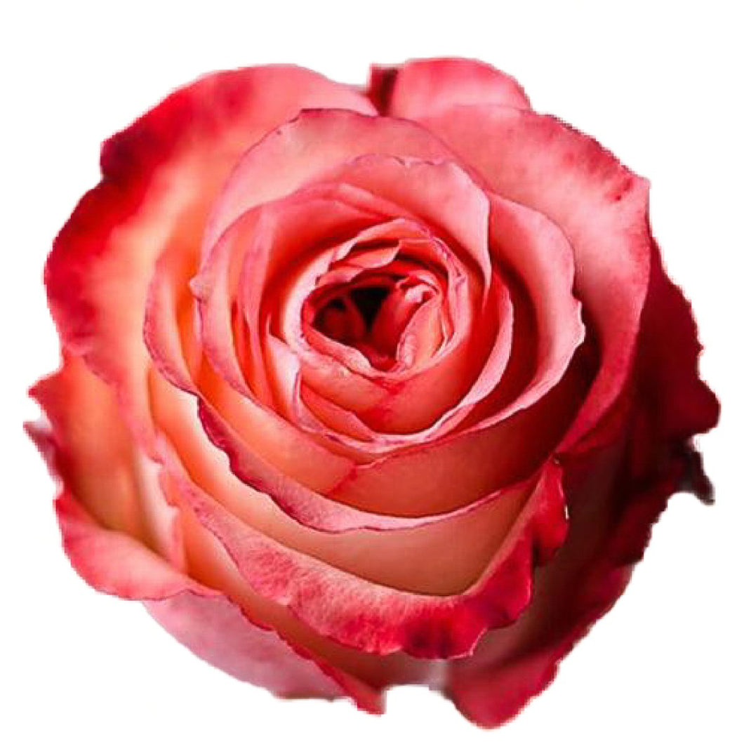 Imagination Peach Roses Wholesale - 48LongStems.com