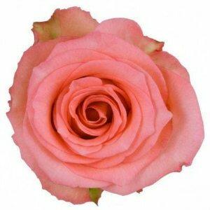Imagination Pink Roses Wholesale - 48LongStems.com