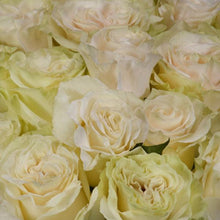 Load image into Gallery viewer, Mondial White Rose
