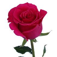 Load image into Gallery viewer, Hot Lady Hot Pink Rose
