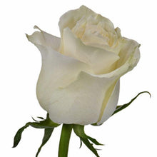 Load image into Gallery viewer, Mondial White Rose
