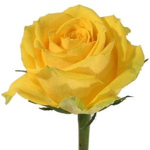 Mid Stem Yellow Roses