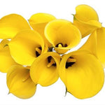 Standard Yellow Calla Lilies - Wholesale - 48LongStems.com