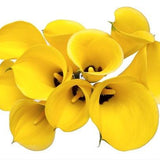 Standard Yellow Calla Lilies - Wholesale - 48LongStems.com