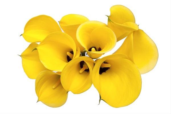 Standard Yellow Calla Lilies - Wholesale - 48LongStems.com