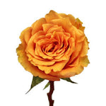 Cossima Peach Rose