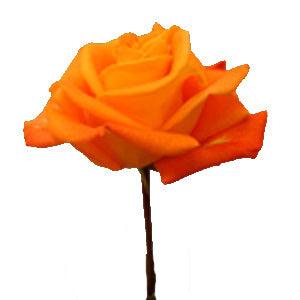 125 Orange Promotional Roses