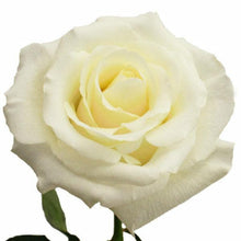 Load image into Gallery viewer, Blizzard White Rose
