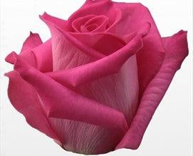 Topaz Dark Pink Rose