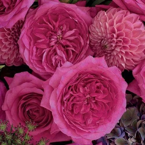 Capability David Austin Garden Roses | Garden Roses