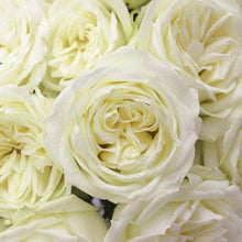 Load image into Gallery viewer, Polo White Roses
