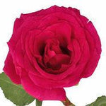 Queen Berry Hot Pink Rose