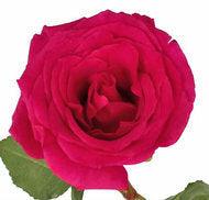 Queen Berry Hot Pink Rose