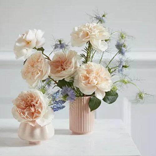 Eugenie David Austin Cream Garden Roses Wholesale - 48LongStems.com
