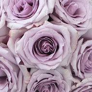 Ocean Song Lavender Rose