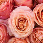 Carpe Diem Peach Rose