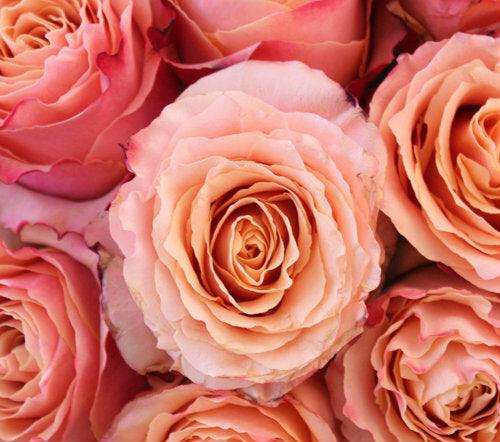 Carpe Diem Peach Rose