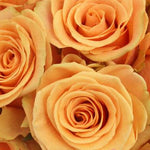 Cumbia Peach Rose