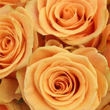 Cumbia Peach Rose