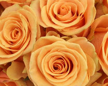 Load image into Gallery viewer, Cumbia Peach Rose
