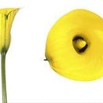 Standard Yellow Calla Lilies - Wholesale - 48LongStems.com