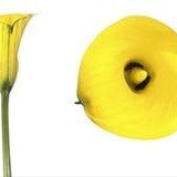 Standard Yellow Calla Lilies - Wholesale - 48LongStems.com
