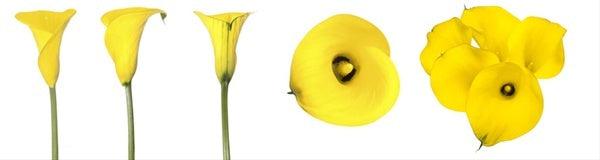 Standard Yellow Calla Lilies - Wholesale - 48LongStems.com