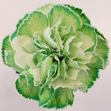 Load image into Gallery viewer, Tinted Green Carnation
