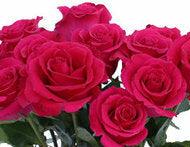 Hot Lady Hot Pink Rose